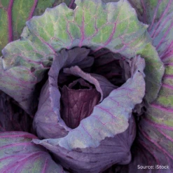 Organic Cabbage Tete Noire