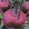Organic Kohlrabi Early Purple Vienna 2 Organic Kohlrabi Early Purple Vienna -Kingsseeds Store O6109 1 7f820fcd 4b1c 4ecb 8a79 21214888b026