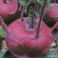 Organic Kohlrabi Early Purple Vienna