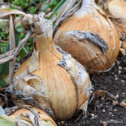 Organic Onion Ailsa Craig