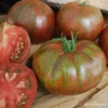 Organic Tomato Berkeley Tie-Dye Pink