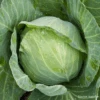 Organic Cabbage Golden Acre -Kingsseeds Store O6116 1 4f62f6b8 4891 43d6 9f1a b92682b562f9
