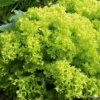 Organic Lettuce Lollo Bionda -Kingsseeds Store O6117 1 f650a5be ef5f 4dca be8e eb52a99e0b95
