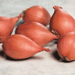Organic Onion Shallot Conservor F1