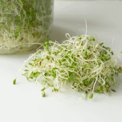 Organic Alfalfa -Kingsseeds Store S7000 1