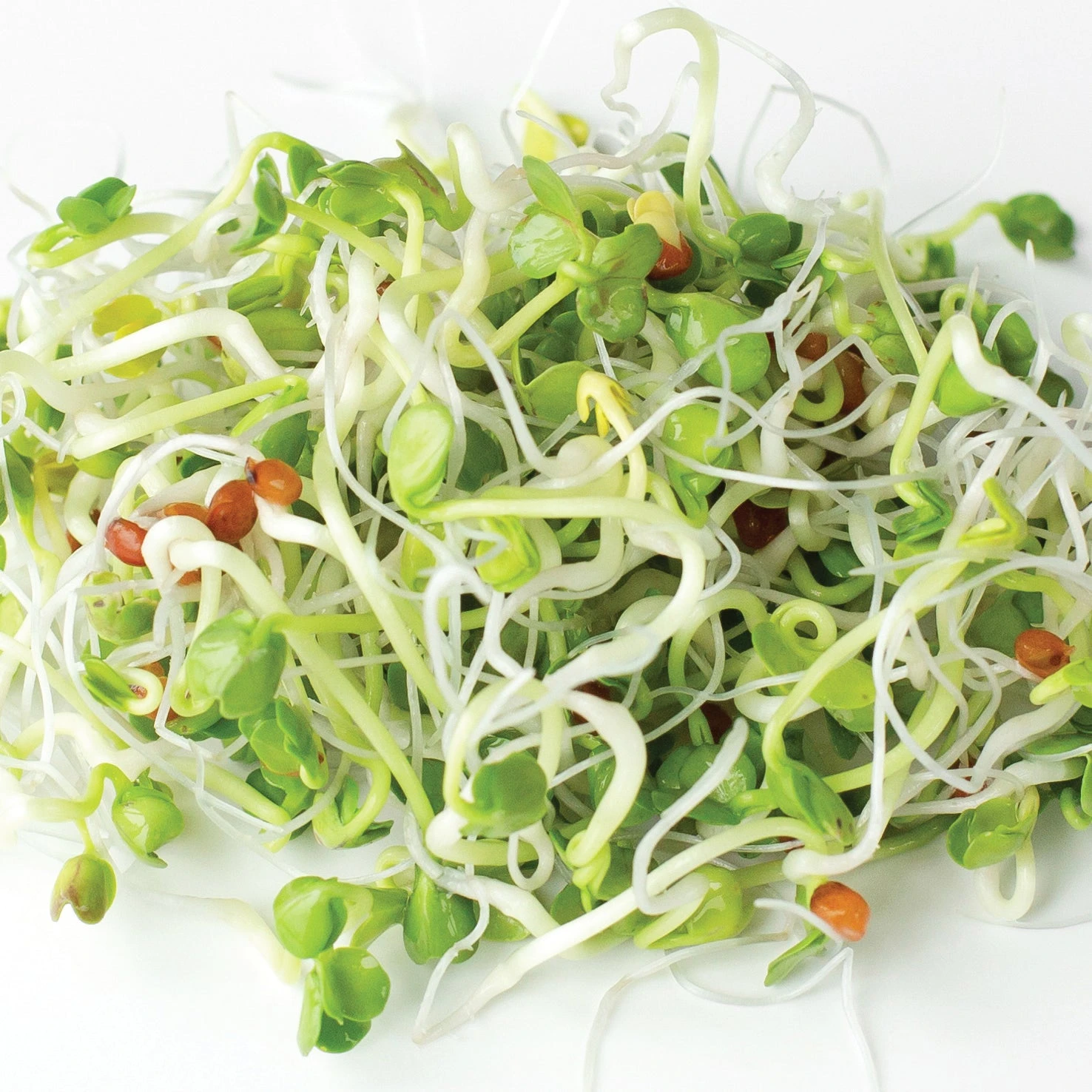 Organic Radish Daikon 3 Organic Radish Daikon