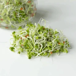 Organic Radish Daikon 8 Organic Radish Daikon -Kingsseeds Store S7001 2