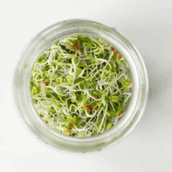 Organic Radish Daikon 9 Organic Radish Daikon -Kingsseeds Store S7001 3