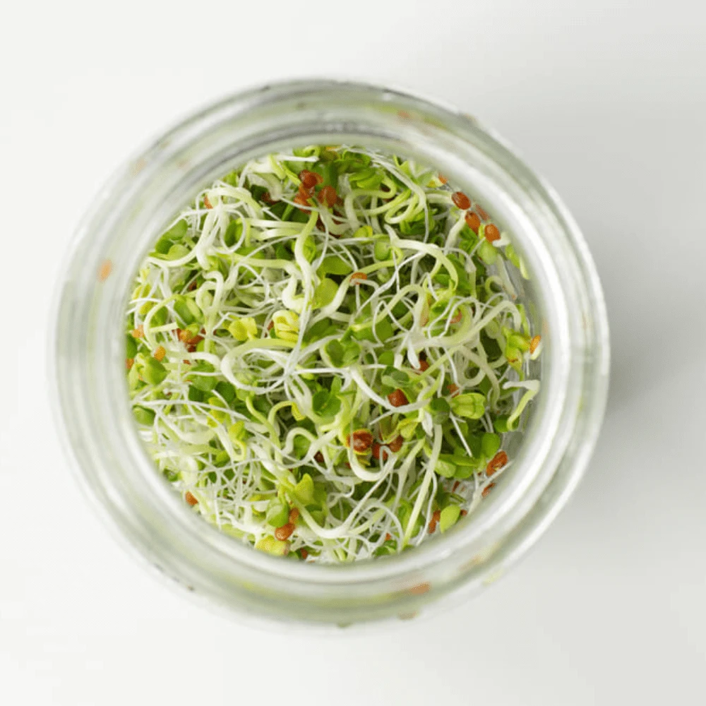 Organic Radish Daikon 6 Organic Radish Daikon - Image 4