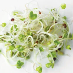 Organic Green Broccoli