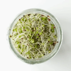 Organic Green Broccoli -Kingsseeds Store S7003 2