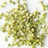 Organic Mung Bean 1 Organic Mung Bean -Kingsseeds Store S7006 1 42e1adf4 68e7 49fc 87b3 6a75d4423926