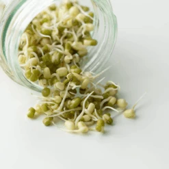 Organic Mung Bean -Kingsseeds Store S7006 2