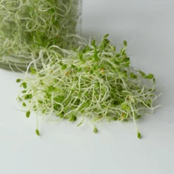 Organic Red Clover 7 Organic Red Clover -Kingsseeds Store S7009 2