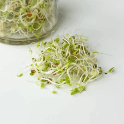 Organic Sweet & Spicy -Kingsseeds Store S7011 2