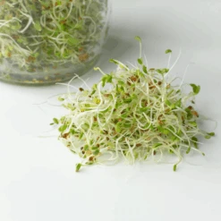 Organic Tasty Tonic -Kingsseeds Store S7012 2