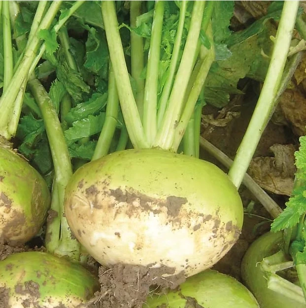 Turnip Green Globe 4 Turnip Green Globe - Image 2