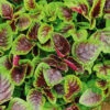 Amaranth Green & Red -Kingsseeds Store V8000 1 429d7c71 9b83 4d6f b79d 62c59298ed32