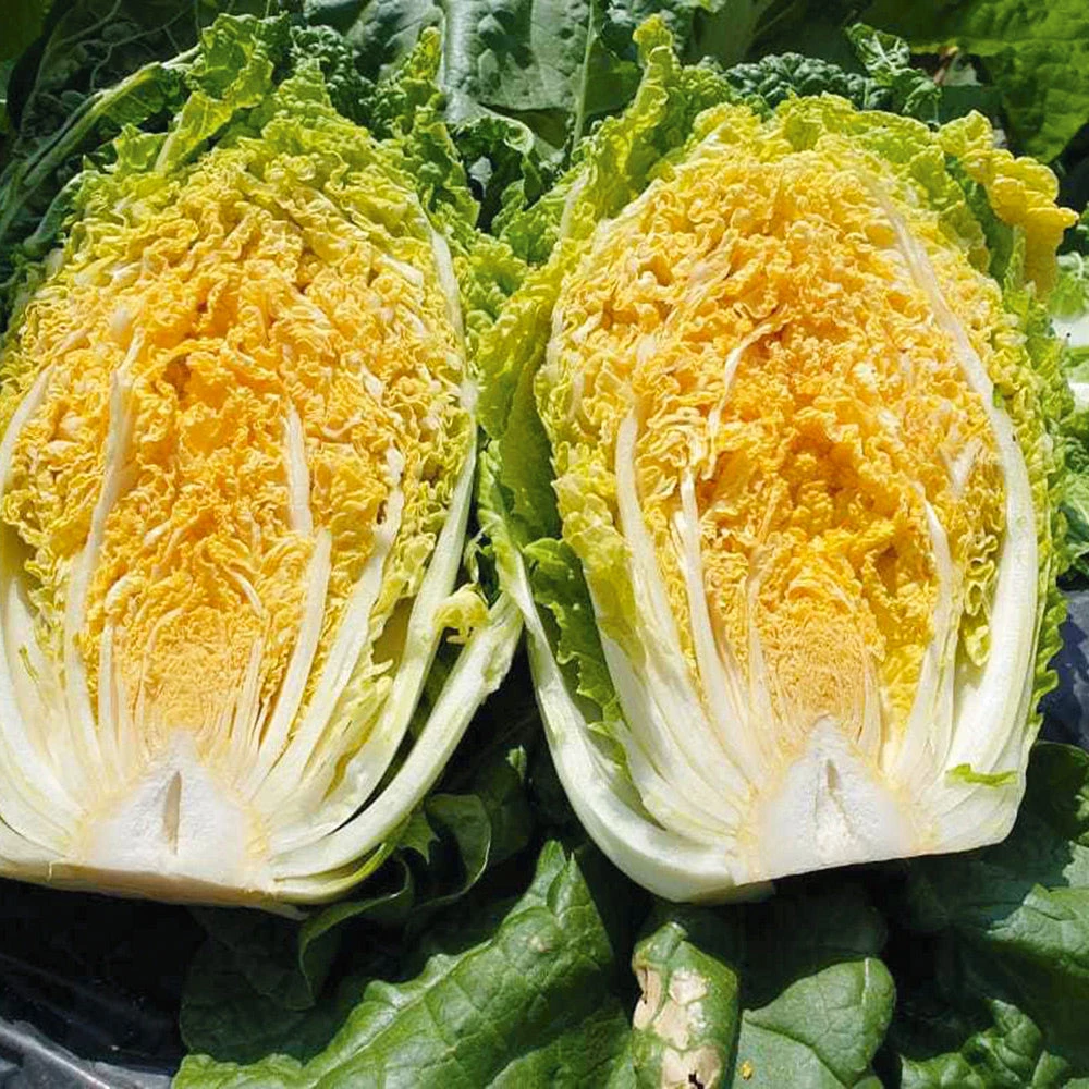 Cabbage Chinese Mini Gold F1 3 Cabbage Chinese Mini Gold F1