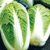 Cabbage Chinese One Kilo Slowbolt F1 -Kingsseeds Store V8004 1 87cfd49d 7a14 45b1 b9e9 6346c24e6ff6