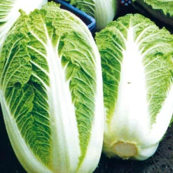 Cabbage Chinese One Kilo Slowbolt F1