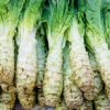 Celtuce -Kingsseeds Store V8007 1 2ccfb0a1 b515 4049 a17a be3e7e2c12d2