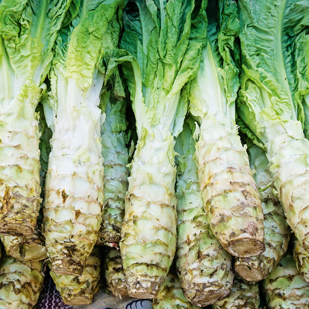 Celtuce 3 Celtuce