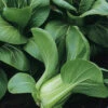Pak Choi Mei Quing Choi F1 2 Pak Choi Mei Quing Choi F1 -Kingsseeds Store V8020 1 b9ae4de0 2d45 4a37 beab 865243dd1d33