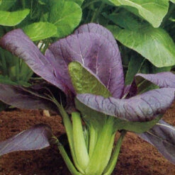Pak Choi Red Choi F1
