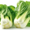 Pak Choi White Stem -Kingsseeds Store V8024 1 6ffd3aff 294e 4487 ad04 0e9bb700b5c1