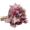 Shiso Purple 2 Shiso Purple -Kingsseeds Store V8025 1 26f1bb02 c3e9 44dd b747 69c78f074cb1