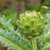 Artichoke Green Globe -Kingsseeds Store V8028 1 a4a8735e 2ee3 4756 b8f1 9b58c7349162