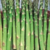 Asparagus Mary Washington -Kingsseeds Store V8031 1 3083d130 4e2c 4466 b690 30ca66cee999
