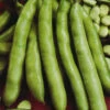 Broad Bean Coles Prolific -Kingsseeds Store V8036 1 7bcb987e ea06 4b3b aa9b 452691350831