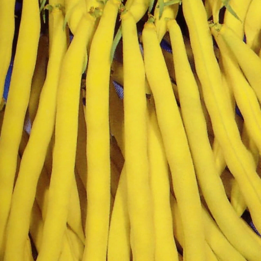 Bean Dwarf Berrgold Improved 3 Bean Dwarf Berrgold Improved