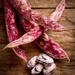 Bean Dwarf Borlotto Fire Tongue