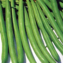 Bean Dwarf Fin De Bagnols