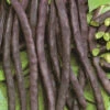 Bean Dwarf Purple Tee Pee -Kingsseeds Store V8044 1 dd2197ea f08c 4c12 b6ff fa44ad0048bd