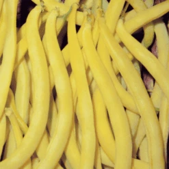 Bean Dwarf Roquefort