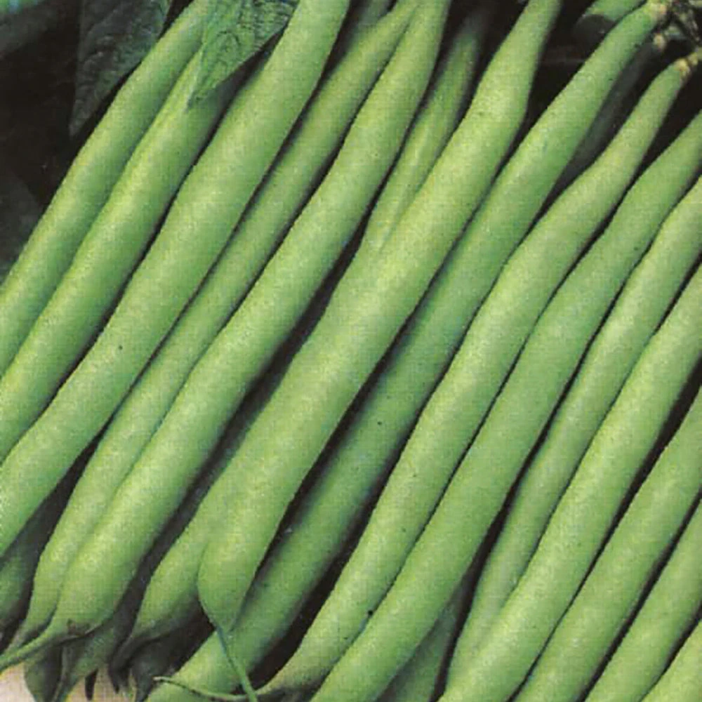 Bean Dwarf Top Crop 3 Bean Dwarf Top Crop