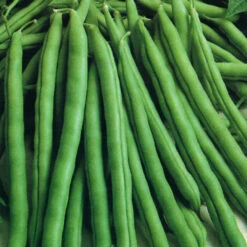 Bean Runner Blue Lake