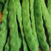 Bean Runner Italian Flat -Kingsseeds Store V8049 1 b83fd284 7156 4633 886b a1676ae7942e