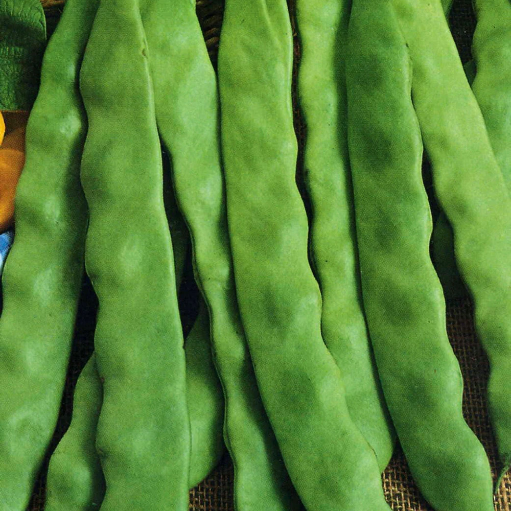 Bean Runner Italian Flat 3 Bean Runner Italian Flat