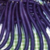 Bean Runner King Of The Blues -Kingsseeds Store V8050 1 2c1ea095 b451 40c3 b2d2 dde1050ab739