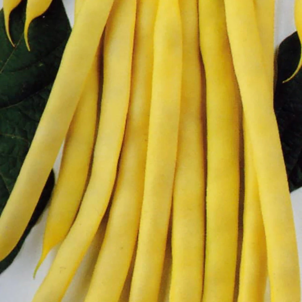 Bean Runner Neekar Golden 3 Bean Runner Neekar Golden