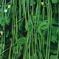 Bean Asian Yard Long