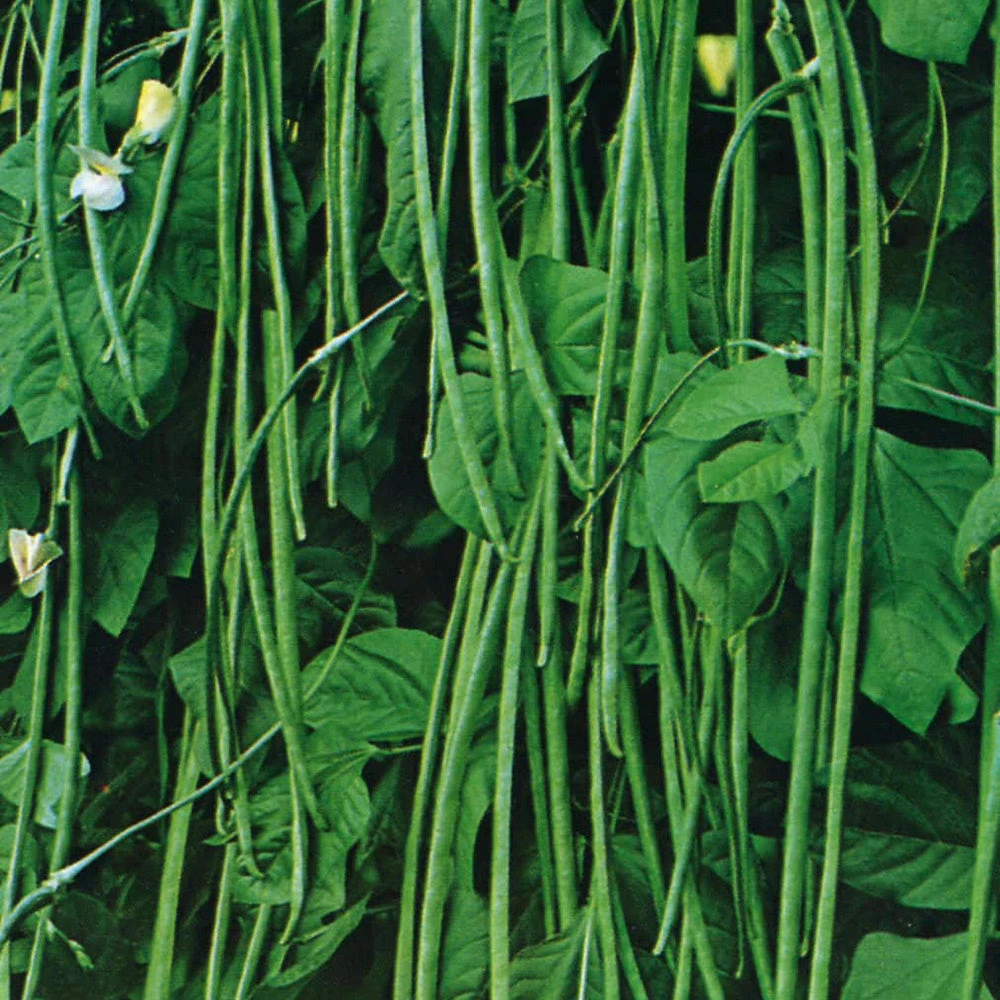 Bean Asian Yard Long 3 Bean Asian Yard Long