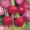 Beetroot Chioggia -Kingsseeds Store V8057 1 db05203a 871f 4632 a35b 18062362c1e1