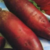 Beetroot Cylindra -Kingsseeds Store V8060 1 8ddf5064 fb85 4b72 b781 a68af85e3241