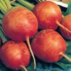 Beetroot Golden Detroit -Kingsseeds Store V8061 1 3514199b 80c9 47f6 a435 cdf317734441